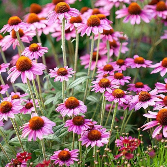 Meet your Posher, Valerie - Picture 3 of 4